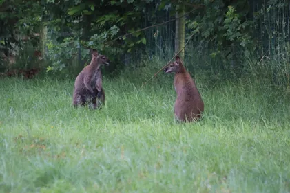 Château-Gontier. Le Refuge de l'Arche accueille cinq nouveaux wallabys
