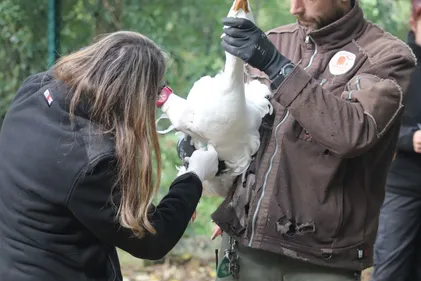 Grippe aviaire. Au Refuge de l'Arche, les oiseaux surveillés de près