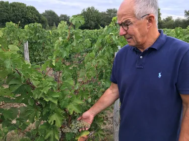 Sécheresse : les vendanges promettent un bon vin, mais moins de...