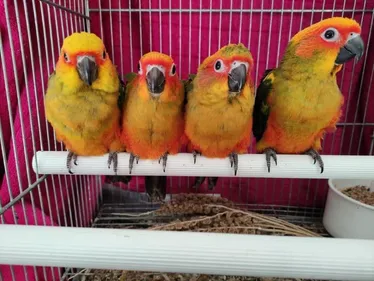 Week-end festif avec l’Oiseau Club Vernois les 6 et 7 Septembre