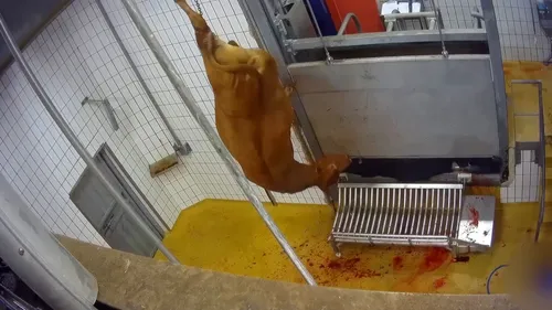 Craon. Plainte de L214 contre l'abattoir municipal, la mairie...