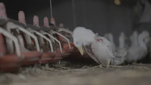 En Mayenne. L'élevage de canards dénoncé par L214 , fait l’objet...