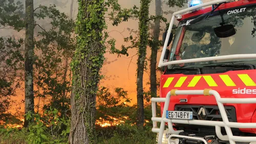 Baugé-en-Anjou. Le feu qui a détruit 55 hectares de forêt est fixé