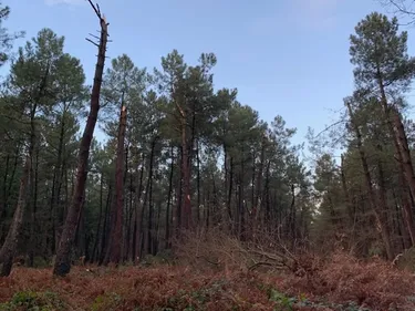 Tempête Ciaran. Une tornade en forêt de Longuenée, le massif interdit