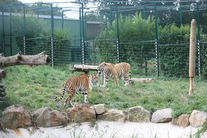 Au Refuge de l'Arche, les tigresses venues d'Ukraine s'adaptent à...