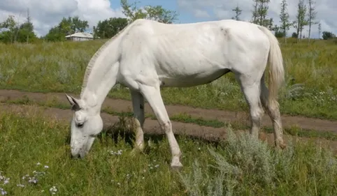 Mutilations d'équidés : un deuxième cas suspect tout près du...