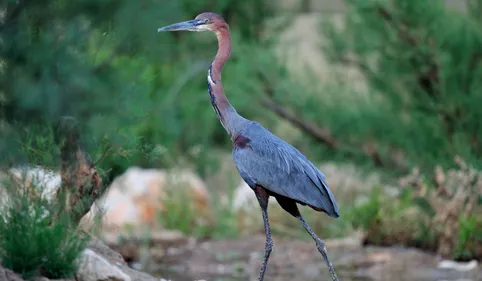 La réserve de Sigean fermée en raison d'un cas de grippe aviaire