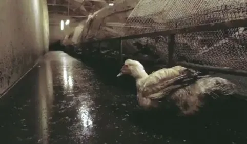 Elevage "insalubre" de canards à Lichos: tous les sites de...