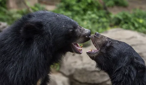 Au moins une ourse lâchée en Béarn... par hélicoptère !