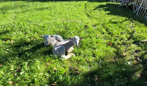 Portrait d'éleveur anti-ours !