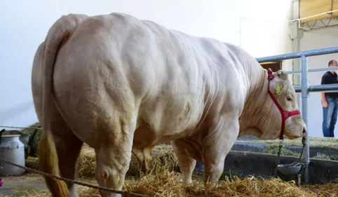 La foire agricole de Réalmont fête ses 60 ans ce weekend