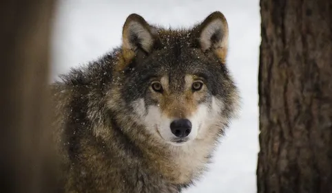Fuite des loups à Cases-de-Pène : EcoZonia pointe du doigt des...