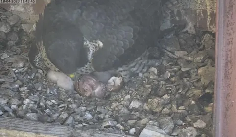 Albi. Un bébé faucon de plus !