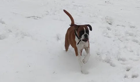 Cet habitant de Canohès lance un appel à témoins pour retrouver...