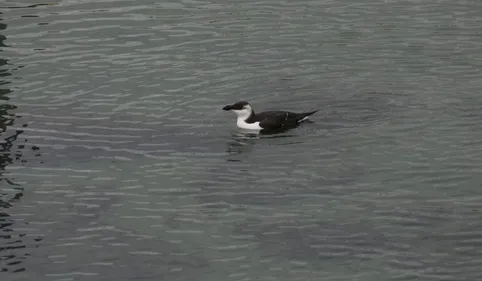 Phénomène inhabituel sur le littoral catalan : plus de 80 pingouins...