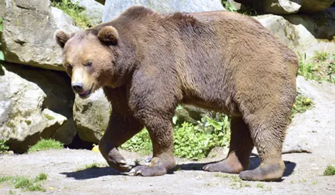 Manifestation tendue des anti-ours à Etsaut