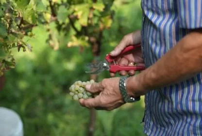 Vendanges : année catastrophique ?