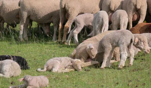 250 brebis tuées sur les estives dans un dérochement