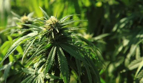 Saïx-Labruguière: 1000 pieds de cannabis saisis