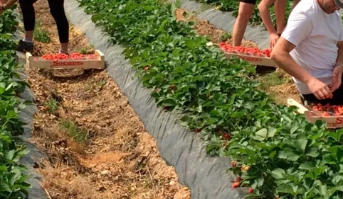 Tarn-et-Garonne: démantèlement d'une filière de travailleurs...
