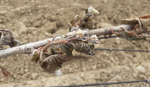 La catastrophe dans les vignobles de la région durement touchés par...