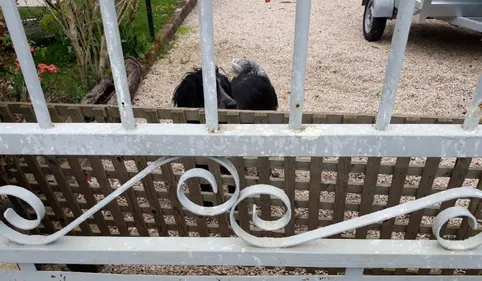 Chiens brûlés à l'acide à Tarbes : un homme avoue