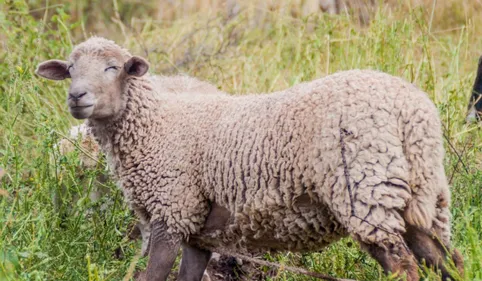 Un agriculteur saisit d'effroi 