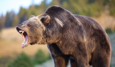 Ariège : les anti-ours dénoncent la répression policière menée par...