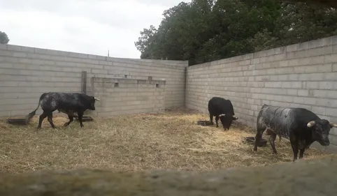 Corrida: les novillos sont arrivés à Carcassonne