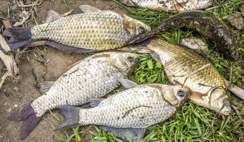 L'étrange maladie des carpes entre Gers et Bigorre