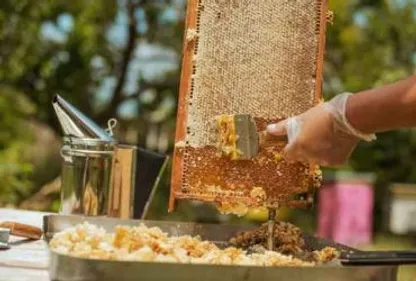 Le miel made in Tarn à Castres