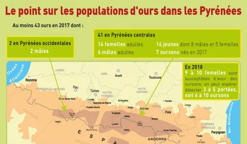 L'Etat a défini son plan ours pour 2018-28