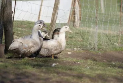 Grippe aviaire: Carmaux dans la zone de protection