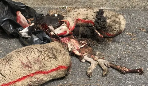 Info 100% : Témoignage exclusif de l’éleveur victime de l’ours 