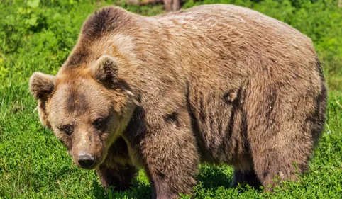 Goiat a-t- il encore frappé ?