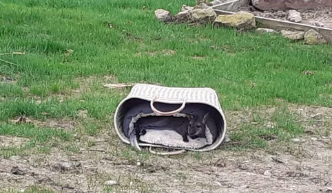 Incendies en Australie: le parc australien de Carcassonne mobilisé...