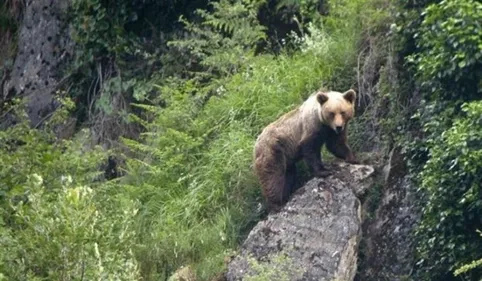 Les anti-ours sortent du bois 