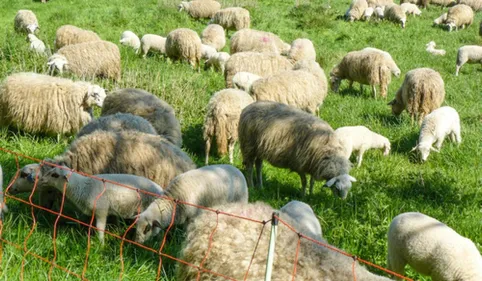 L'enclos et le loup, le projet de TerrOïko à Sorèze