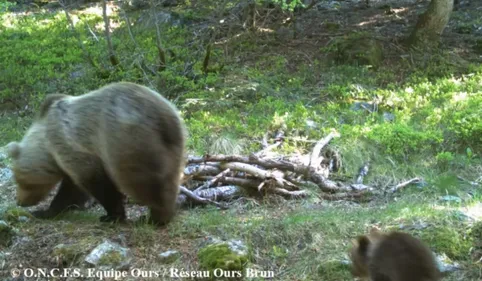 Luchonnais : un ourson filmé avec maman ! 