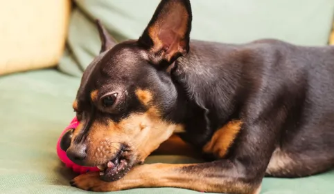 Montauban : le calvaire de la petite chienne Nikita 