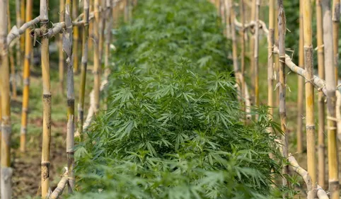 Castres. Il venait arroser ses pieds de cannabis, la BAC met fin à...