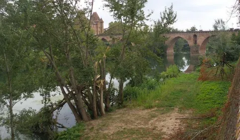 Montauban : remplacement d’arbres sur le Cours Foucault