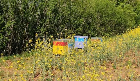 Le confinement profite-t-il aux abeilles ? La réponse d'un...