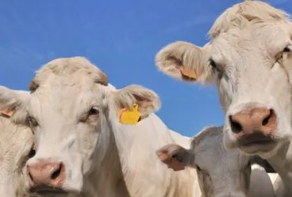 Un éleveur éventré par un taureau 