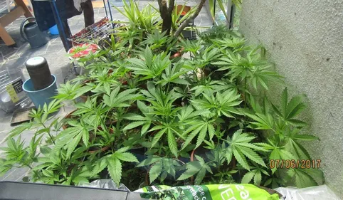 Ariège : la justice a multiplié les saisies de cannabis dans le...