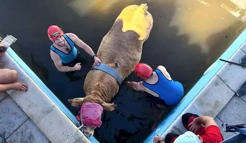Tombée dans une piscine, une vache sauvée par les pompiers lotois