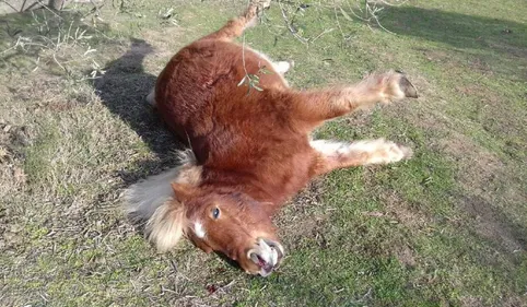 Un poney tué par balle à Sorède, sa propriétaire cherche des...