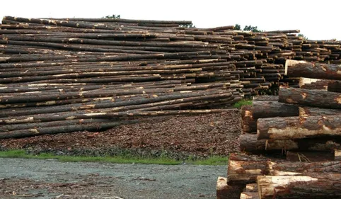 Usine de transformation du bois à La Trille à Mazamet: emploi,...