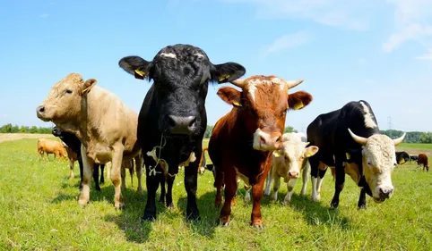 Trausse-Minervois  : Le maire convoqué devant le procureur 