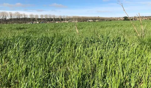 Glyphosate dans les urines : une campagne de recherche est lancée...